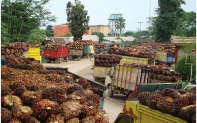 Solusi SKF untuk Lori Pabrik Kepala Sawit